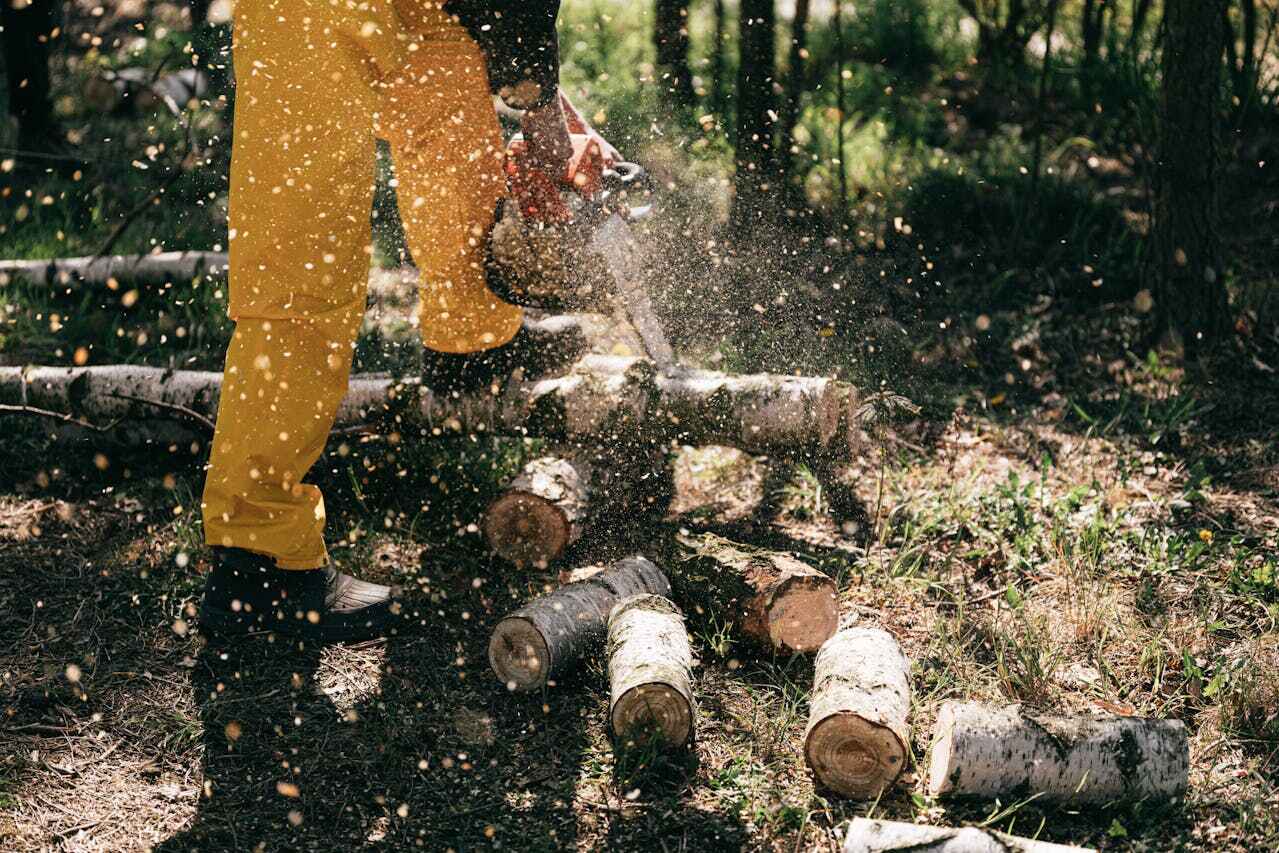 Best Tree Cutting Near Me  in Pompano Beach, FL